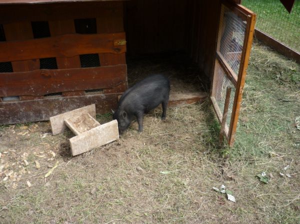 Klikněte pro zobrazení původního (velkého) obrázku